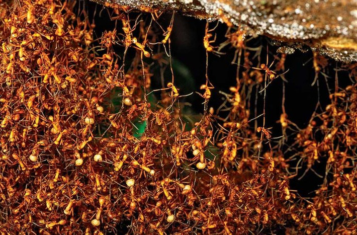 2. Chúng sử dụng các “chiến thuật" khác nhau khi di chuyển. Những đàn kiến quân đội có thể di chuyển theo các tuyến đường đã được lên kế hoạch, sử dụng các dấu hiệu hóa học để dẫn đường cho nhau, giống như một chiến thuật phối hợp trong quân đội. Ảnh: Pinterest.