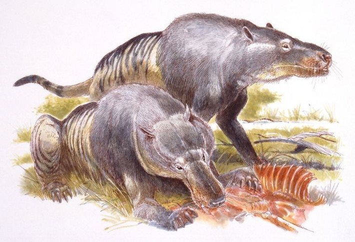 6. Chưa rõ là động vật ăn thịt hay ăn tạp. Một số nhà khoa học tin rằng Andrewsarchus không chỉ săn mồi mà còn ăn xác chết và thực vật, khiến nó có thể là một loài ăn tạp thay vì hoàn toàn ăn thịt. Ảnh: Pinterest.