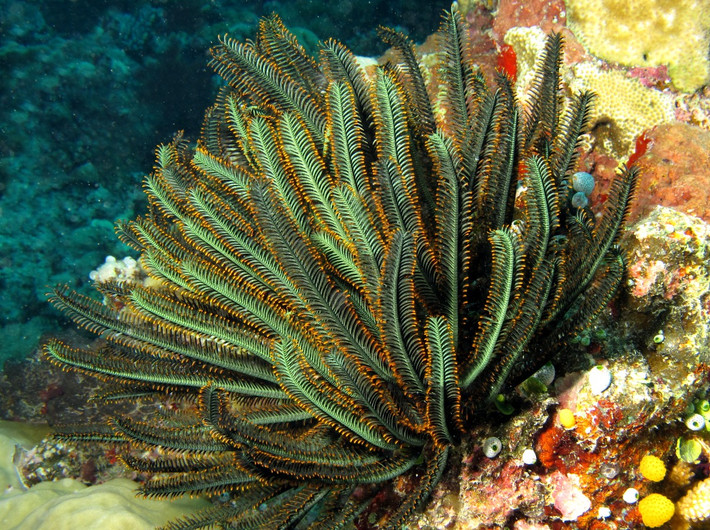 Huệ biển vàng tươi (Oxycomanthus bennetti) dài 10-15 cm, phổ biến ở Tây Thái Bình Dương. Loài này cùng phần lớn họ hàng của mình lọc thức ăn tích cực nhất vào ban đêm, khi các dòng biển chảy mạnh nhất.