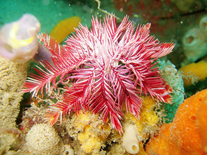 Huệ biển đỏ tím (Ptilometra australis) dài 10-15 cm, có nguồn gốc từ các bờ biển phía Đông Nam Australia. Chúng có 18 đến 20 "cánh tay" có khớp nối, có thể cuộn lại khi không kiếm ăn.