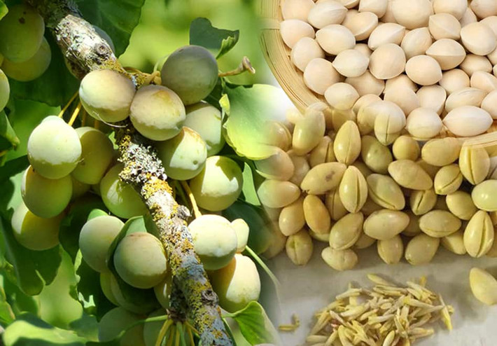 Mọi người thường cho là màu vàng kim của lá bạch quả giống với màu vàng bạc. Do vậy nên người xưa thường hay trồng cây bạch quả để mong gia đình được giàu sang, phú quý.