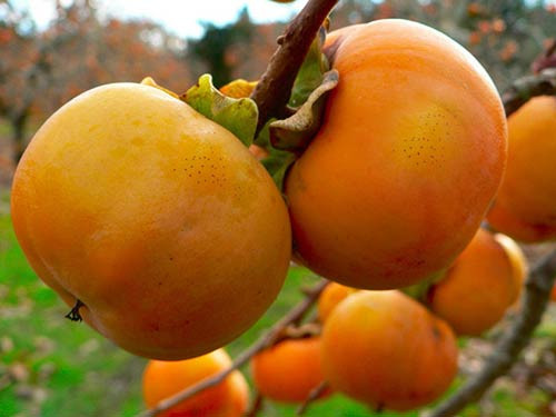 So với các loại cây khác, hồng có tuổi thọ khá cao, có thể bắt gặp những cây hồng hàng trăm tuổi ở mọi nơi. Điều đáng nói càng lâu thì hồng càng ra nhiều quả, lúc chín có màu đỏ tươi, nhìn đẹp và khí thế.