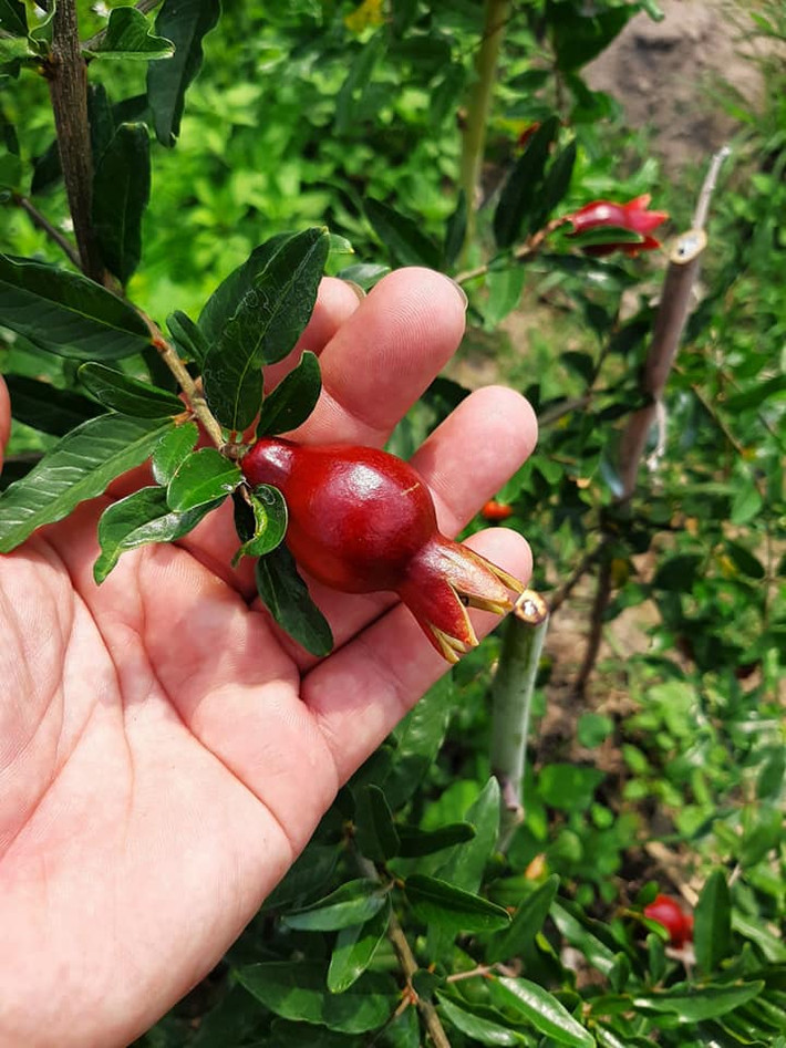Ngoài ra, loại cây không chỉ có sức sống mãnh liệt mà về hình thức trông cũng rất tao nhã. Hoa lựu có màu đỏ rực rõ, khi nở thành quả, chúng lủng lẳng trên cành tạo cho người ta cảm giác phấn chấn, sung túc và hạnh phúc.