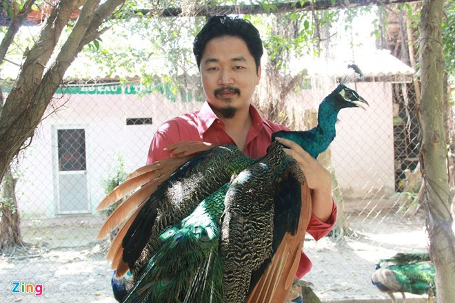 Theo các chủ vườn chim công thì do đặc thù khí hậu Việt Nam, nên tỷ lệ nhân giống được công màu lông đột biến không dễ dàng. Cứ 100 cá thể chim công được sinh ra sẽ có từ 1 đến 3 cá thể đột biến ở dạng trên. Chi phí thức ăn nuôi chim công rất thấp, chỉ trên dưới 1.000 đồng/ngày/con. Do vậy, dù giá con giống đắt đỏ, nhưng vì chi phí nuôi rẻ nên những người giàu có vẫn tìm mua bằng được chim công lông đột biến về chơi cảnh. Ảnh: Ngọc Lan.