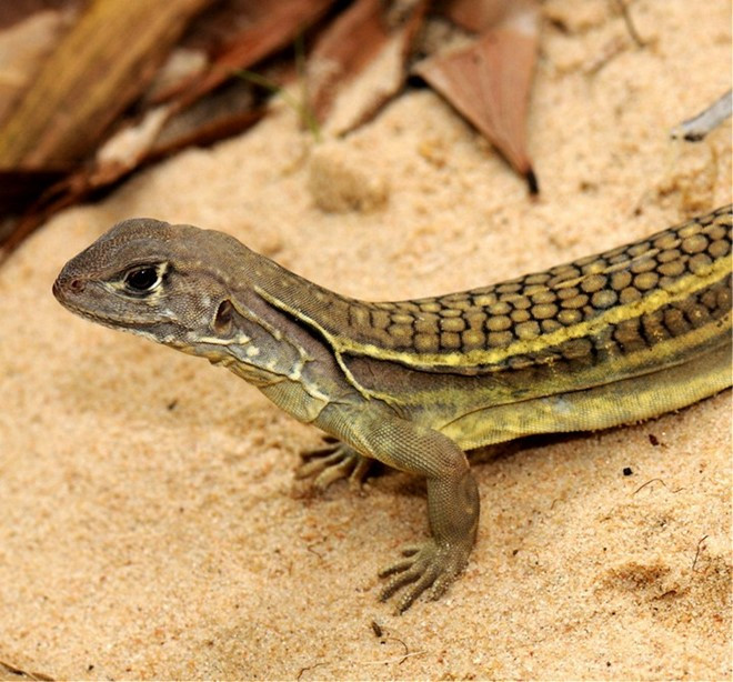 Nhông cát trinh sản là một loài thằn lằn thuộc chi Leiolepis, thường gọi chung là nhông cát. Trong thiên nhiên, Leiolepis ngovantrii là một quần thể chỉ toàn con cái nên loài nhông này còn gọi là nhông cát vô tính. Đây là loài thằn lằn có khả năng trinh sản, có nghĩa là chỉ có một cá thể mẹ (không cần con đực, bố) là có thể sinh sản được. Các con cái tự rụng trứng và tự phát triển thành dòng vô tính để cho ra đời những con thằn lằn con.
