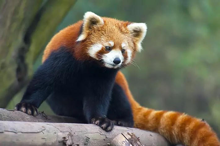 5. Chiếc đuôi dài như “chăn ấm”. Gấu trúc đỏ có chiếc đuôi dài, rậm rạp không chỉ giúp chúng giữ thăng bằng khi leo trèo mà còn đóng vai trò như một chiếc "chăn" để giữ ấm trong mùa đông lạnh giá. Ảnh: Pinterest.