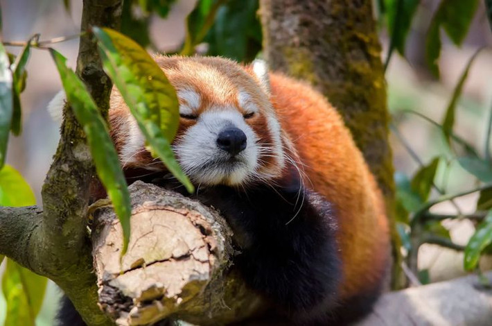 6. Hoạt động về đêm. Gấu trúc đỏ là loài sống về đêm và hoàng hôn. Ban ngày, chúng thường cuộn tròn ngủ trên cành cây hoặc trong các hốc cây để tránh kẻ thù. Ảnh: Pinterest.