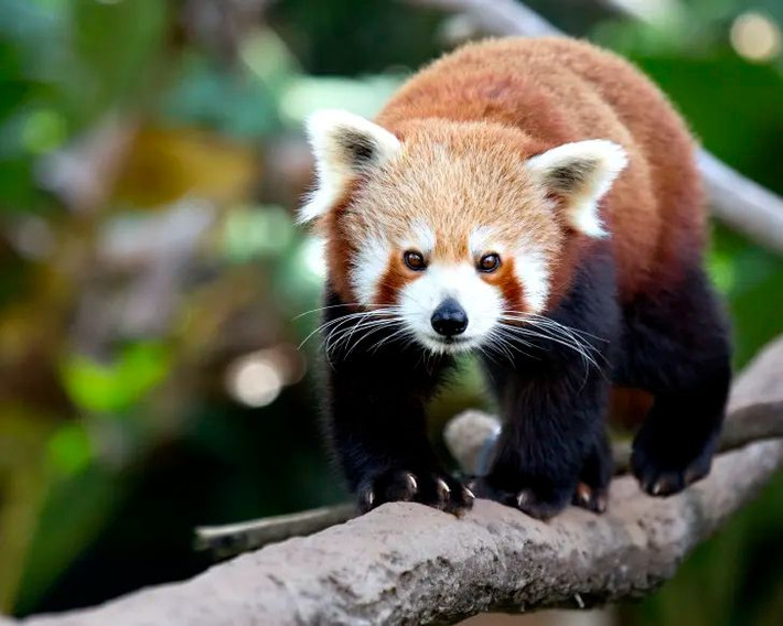 4. Chuyên gia leo trèo. Chúng có móng vuốt sắc bén và cổ chân linh hoạt, có thể xoay 180 độ, giúp leo trèo và bám chặt vào cành cây dễ dàng. Điều này giúp chúng có thể trốn tránh kẻ săn mồi hiệu quả. Ảnh: Pinterest.