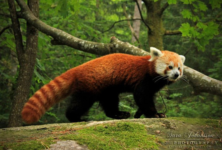 1. Không phải gấu trúc. Mặc dù có tên là " gấu trúc đỏ" (red panda), nhưng chúng không có họ hàng gần với gấu trúc khổng lồ. Thực tế, gấu trúc đỏ thuộc họ Ailuridae, một họ riêng biệt, và có quan hệ gần với chồn hơn là gấu. Ảnh: Pinterest.