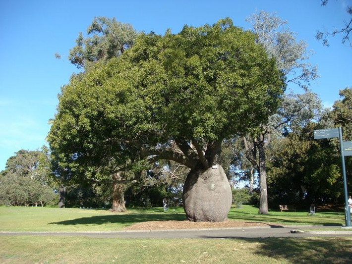 7. Thân cây dùng da dụng. Thân cây chai chứa sợi dai, từng được thổ dân Australia dùng để làm dây thừng và các vật dụng khác. Gỗ của cây cũng khá nhẹ và được sử dụng trong thủ công mỹ nghệ. Ảnh: Pinterest.