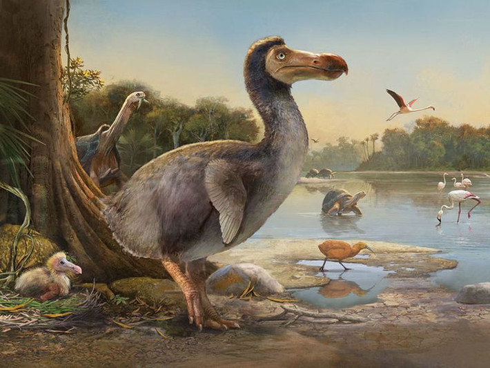 1. Tên "Dodo" có thể có nghĩa là "ngu ngốc". Nguồn gốc của cái tên "dodo" chưa rõ ràng, nhưng có thể đến từ tiếng Hà Lan "dodaars" (nghĩa là "lông xù xì") hoặc tiếng Bồ Đào Nha "doudo" (nghĩa là "ngu ngốc"). Ảnh: Pinterest.