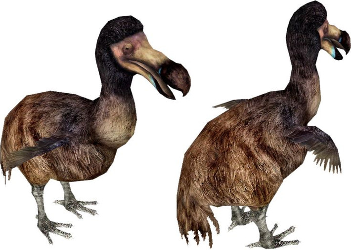 2. Không biết bay. Chim dodo tiến hóa trong môi trường không có động vật ăn thịt trên đảo Mauritius, vì vậy chúng mất khả năng bay và có cơ thể to lớn, nặng nề. Ảnh: Pinterest.