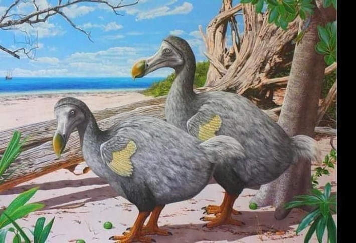 8. Không thực sự "ngu ngốc" như lời đồn. Dodo bị coi là chậm chạp và ngờ nghệch, nhưng thực tế chúng chỉ không sợ con người do không có kẻ săn mồi trong môi trường sống tự nhiên. Ảnh: Pinterest.