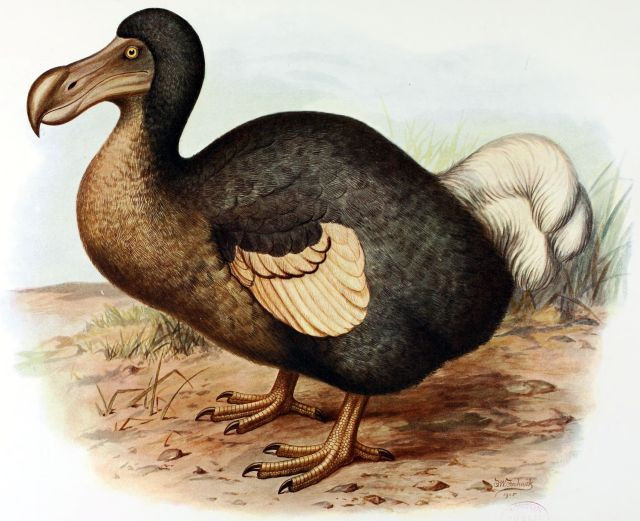 3. Có thể đạt trọng lượng lên đến 15–20 kg. Dodo là một loài chim lớn, với cân nặng trung bình từ 15–20 kg, mặc dù một số cá thể có thể nhẹ hơn vào mùa khan hiếm thức ăn. Ảnh: Pinterest.