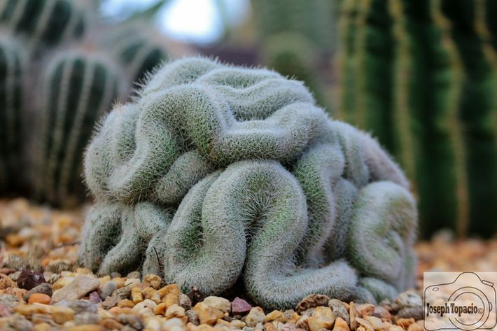 7. Rất dễ trồng và chăm sóc. Xương rồng não thuộc họ Mammillaria, nổi tiếng là loài dễ chăm sóc. Chúng không cần tưới nước thường xuyên, chỉ cần đất thoát nước tốt và ánh nắng đầy đủ để phát triển khỏe mạnh. Ảnh: Pinterest.