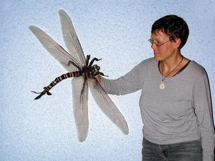 1. Sải cánh dài tới 75 cm. Meganeura có sải cánh lên tới 75 cm, tương đương với kích thước của một con chim mòng biển ngày nay. Điều này khiến nó trở thành một trong những loài côn trùng khổng lồ nhất trong lịch sử. Ảnh: Pinterest.