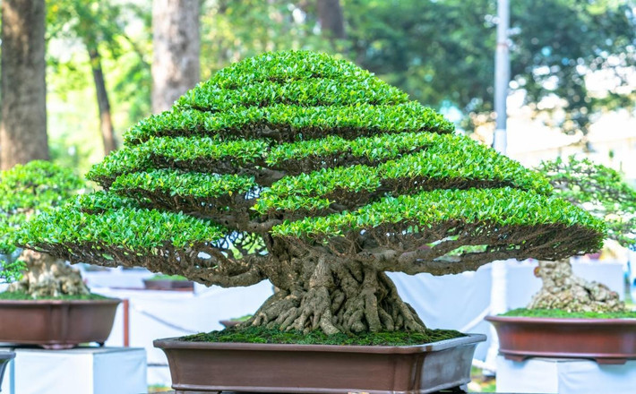 3. Cây cảnh: Hoàng dương. Cây hoàng dương được mệnh danh là quý ông trong thế giới cây cảnh vì có mùi thơm rất nhẹ khiến người ta cảm thấy dễ chịu mà không hề khó chịu.