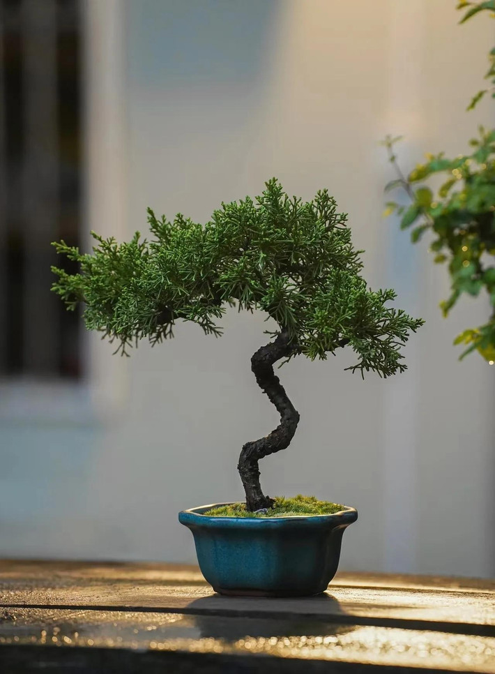 4. Cây cảnh: Bách. Nhiều người cho rằng cây bách (tùng bách tán, vương tùng) là cây âm, thích hợp trồng ở nghĩa trang nhưng không nên trồng ở khu dân cư. Tuy nhiên, một số cây bách cũng thích hợp để trồng trong nhà như bách vàng, bách diệp, bách mộc, bách long...