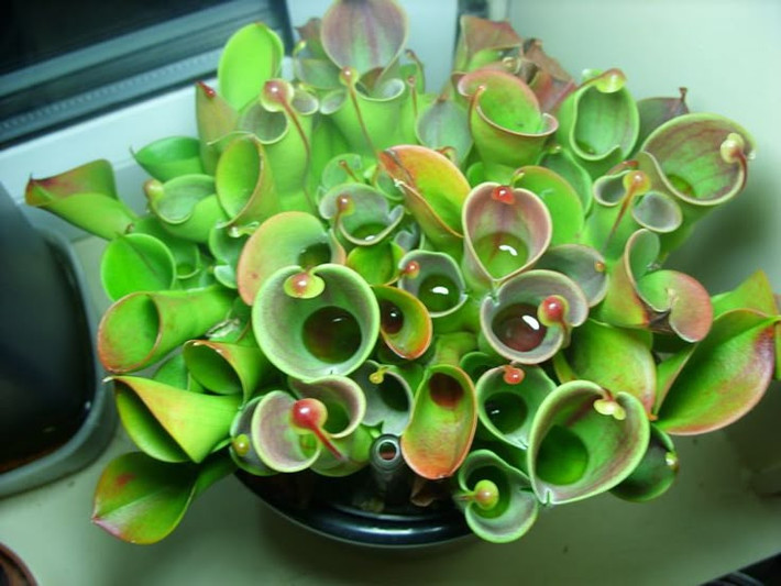 3. Không có chất nhầy như các cây ăn thịt khác. Không giống như nắp ấm (Nepenthes) hay cây bắt ruồi (Dionaea), Heliamphora không tiết ra dịch tiêu hóa mạnh. Thay vào đó, chúng dựa vào nước mưa tích tụ trong lá và vi khuẩn giúp phân hủy con mồi. Ảnh: Pinterest.