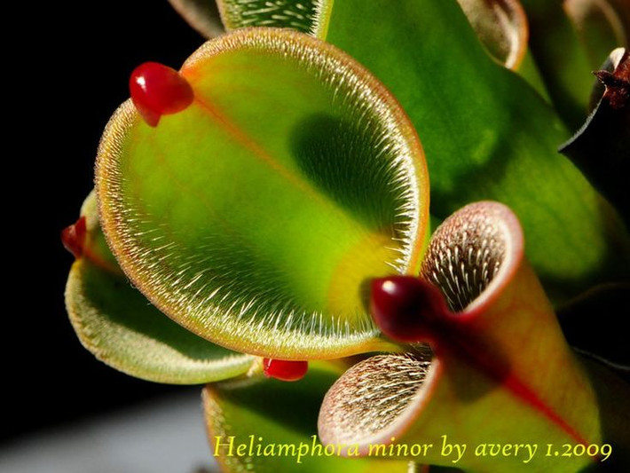 4. Có "nắp" nhưng không hoạt động. Phần nắp của Heliamphora không thể đóng mở như cây nắp ấm. Thay vào đó, nó giúp điều chỉnh lượng nước mưa vào bẫy để tránh tràn ra ngoài. Ảnh: Pinterest.