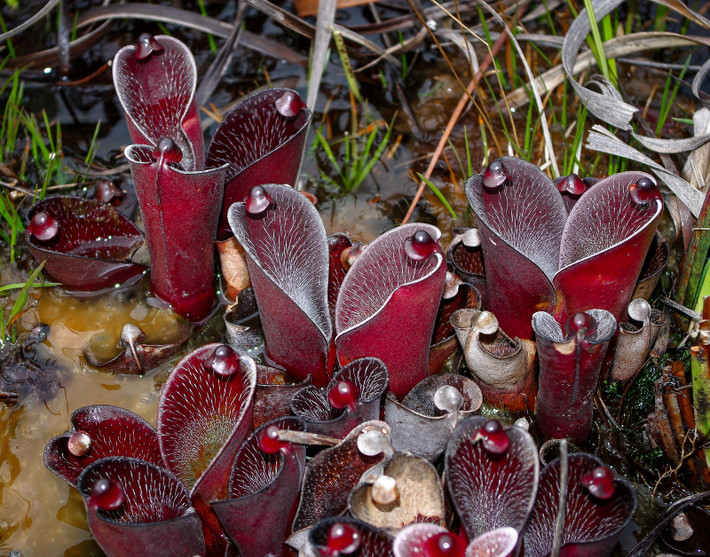 8. Giúp cân bằng hệ sinh thái. Mặc dù là cây ăn thịt, Heliamphora không chỉ săn côn trùng mà còn cung cấp nơi sống cho nhiều sinh vật nhỏ, tạo nên một hệ sinh thái cân bằng trên đỉnh núi Tepui. Ảnh: Pinterest.