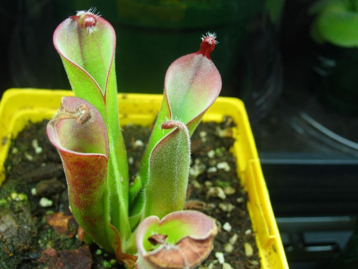 7. Phát triển chậm và khó trồng. Heliamphora phát triển rất chậm và yêu cầu điều kiện nuôi trồng khắt khe, bao gồm độ ẩm cao, nhiệt độ mát mẻ và ánh sáng mạnh. Ảnh: Pinterest.