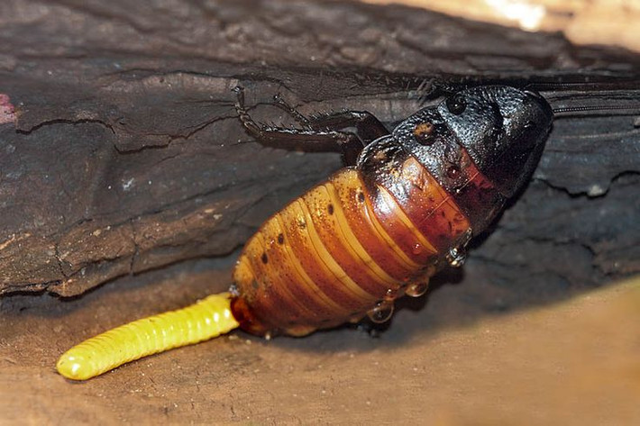 8. Chúng có cách sinh sản độc đáo. Không giống như gián thường, gián Madagascar là loài sinh sản bằng cách giữ trứng bên trong cơ thể cho đến khi nở, khiến chúng giống như "đẻ con" thay vì đẻ trứng trực tiếp. Ảnh: Pinterest.