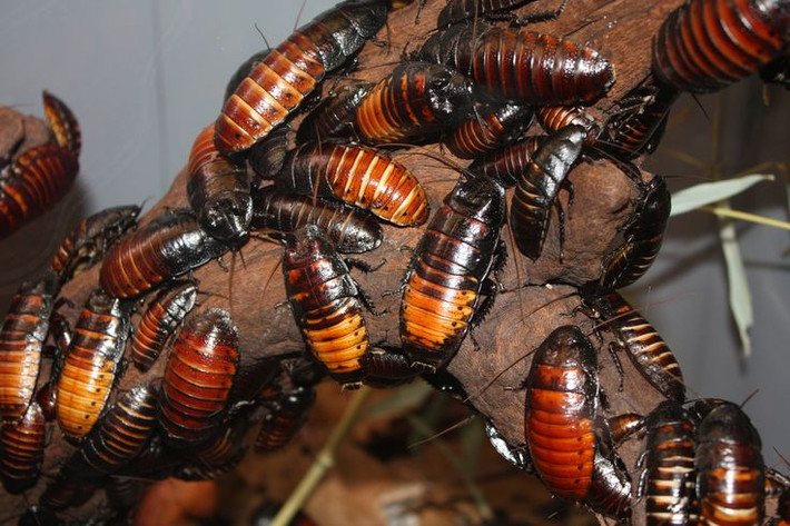 6. Chúng không gây hại và không mang mầm bệnh. Không giống như nhiều loài gián khác, gián Madagascar không sống trong môi trường ô nhiễm và không mang vi khuẩn gây bệnh, khiến chúng trở thành lựa chọn phổ biến trong nghiên cứu khoa học và nuôi làm thú cưng. Ảnh: Pinterest.