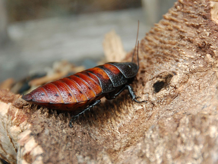 3. Đây là loài gián không có cánh. Dù thuộc họ gián, gián Madagascar không có cánh như nhiều loài khác. Thay vào đó, chúng di chuyển hoàn toàn bằng cách bò và có khả năng leo trèo rất tốt. Ảnh: Pinterest.