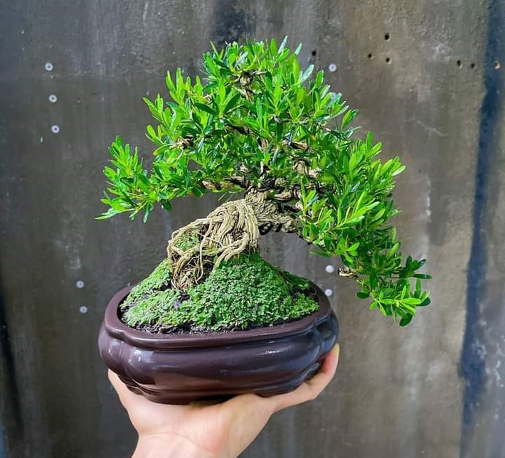 Đây cũng là loại gỗ quý rất có giá trị trong việc làm đồ thủ công mỹ nghệ, đồ thờ cúng, chuỗi hạt... Hoàng dương có vị trí đặc biệt quan trọng trong phong thủy và được coi là có chức năng giữ nhà, an gia trấn trạch và tăng cường sự giàu có cho gia đình.