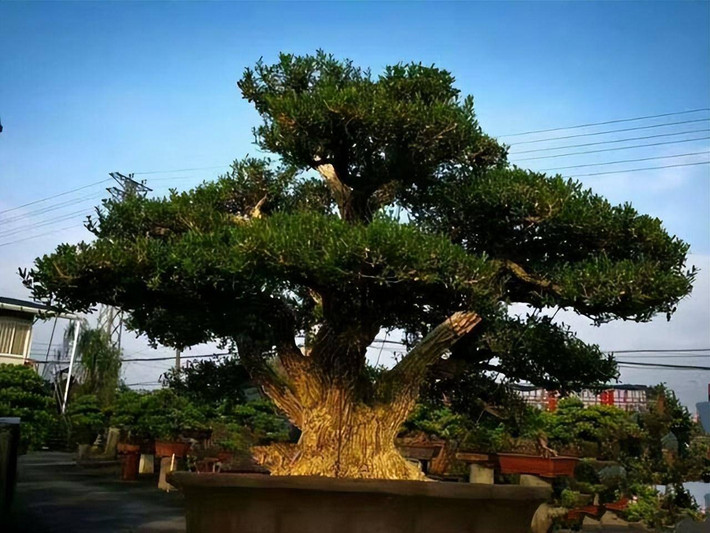 Ngoài ra, cây cảnh này còn được cho là mang lại sự giàu có và thịnh vượng cho gia đình. Đặc tính phát triển chậm của nó được hiểu là biểu tượng của sự ổn định và trường tồn nên nó được sử dụng rộng rãi trong bố cục phong thủy, đặc biệt là trong các cơ sở thương mại và sân trong của những ngôi nhà giàu có.