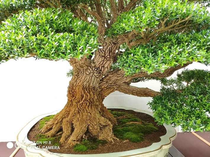 Nhờ tính thanh lọc các khí độc, trong phong thủy, hoàng dương có thể hấp thụ năng lượng tiêu cực và bảo vệ ngôi nhà khỏi những linh hồn ma quỷ. Nó được coi là một lá bùa hộ mệnh mạnh mẽ mang lại hòa bình và may mắn cho gia chủ.