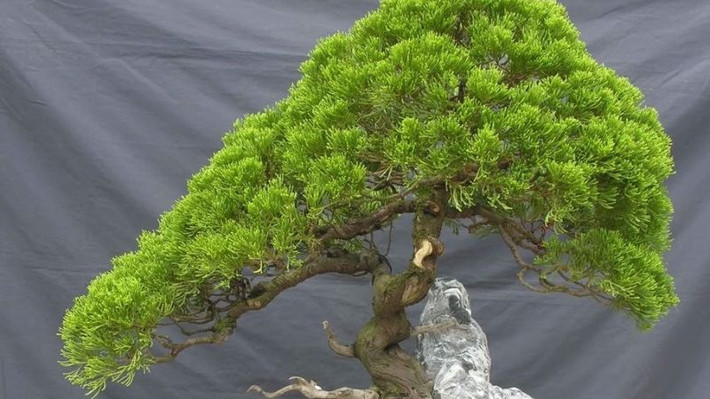 Cây bách long, hình dáng cây giống rồng, không chỉ có thể hấp thụ khí độc trong phòng, mà còn tượng trưng cho sức khỏe, trường thọ, mang lại sự thịnh vượng cho gia đình.