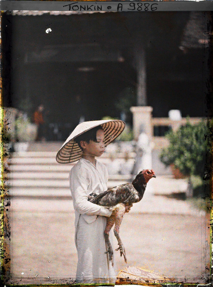 Cậu bé con nhà giàu và chú gà chọi.