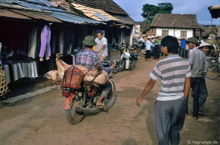 Chở lợn bằng xe máy.