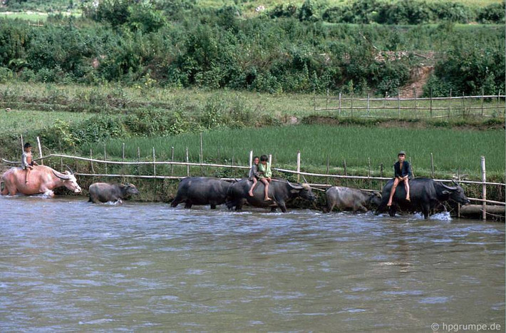 Trẻ em chăn trâu ở một ao nước nằm ven đường từ Sơn La đến Điện Biên Phủ năm 1992. Ảnh: Hpgrumpe.de.