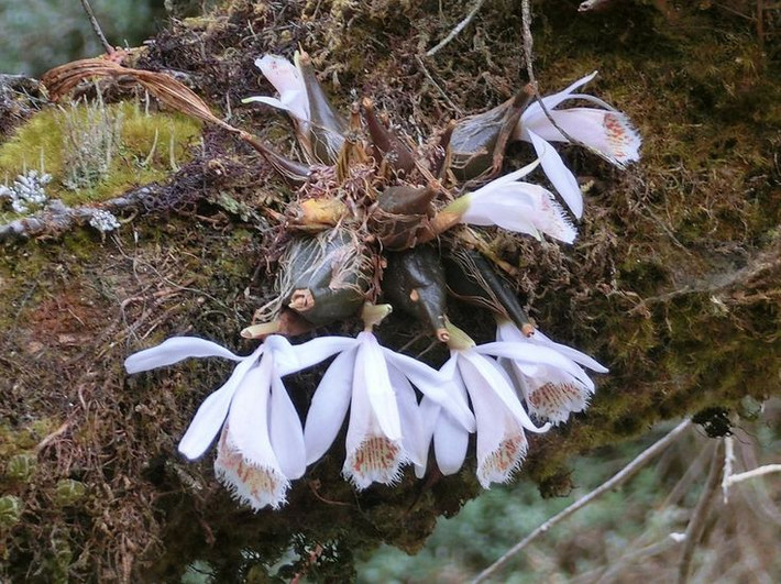 Lan kiều diễm Việt Nam (Pleione vietnamensis). Loài lan này có hoa màu trắng tinh khiết với hương thơm nhẹ nhàng, thường mọc ở các khu rừng núi cao. Lan kiều diễm được đánh giá cao trong giới chơi lan nhờ vẻ đẹp thanh lịch. Ảnh: Pinterest.