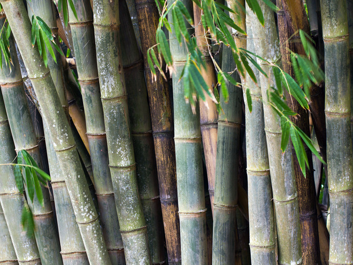 Luồng Phú Thọ (Dendrocalamus phuthoensis). Đây là loài tre đặc hữu của tỉnh Phú Thọ, có thân thẳng và dẻo dai, được sử dụng trong xây dựng và sản xuất đồ thủ công mỹ nghệ. Luồng Phú Thọ góp phần quan trọng trong kinh tế địa phương. Ảnh: Guadua Bamboo.