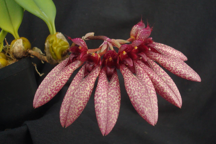 Lan lọng Đà Lạt (Bulbophyllum evrardii). Đặc hữu của vùng cao nguyên Đà Lạt, loài lan này có hoa màu trắng với hình dáng độc đáo giống như chiếc lọng. Lan lọng Đà Lạt thường được tìm thấy ở các khu vực có độ cao trên 1.500 mét. Ảnh: sloorchids.com.