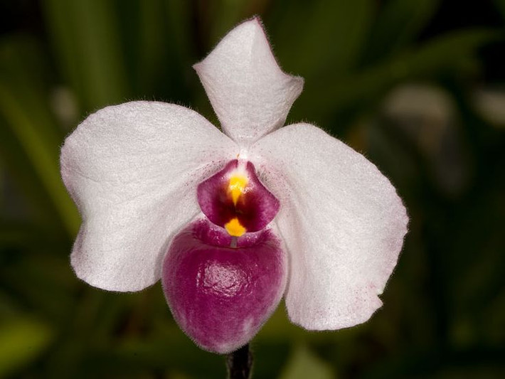 Lan hài đỏ (Paphiopedilum delenatii). Loài lan này được tìm thấy chủ yếu ở các tỉnh miền Trung Việt Nam. Với bầu hoa màu đỏ hồng đặc trưng và hình dáng độc đáo, lan hài đỏ được xem là một trong những loài lan quý hiếm và có giá trị cao trong thị trường hoa cảnh. Ảnh: Pinterest.