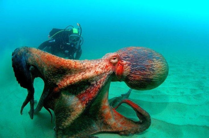 1. Là loài bạch tuộc lớn nhất thế giới. Bạch tuộc khổng lồ Thái Bình Dương (Enteroctopus dofleini) có thể đạt chiều dài tới 6 mét và nặng 70 kg, trở thành loài bạch tuộc lớn nhất từng được ghi nhận. Ảnh: Pinterest.