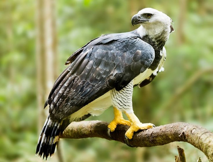 2. Có móng vuốt cực kỳ đáng sợ. Móng vuốt của đại bàng Harpy có thể dài tới 12 cm, dài hơn cả móng vuốt của gấu xám, giúp săn những con mồi lớn như lười và khỉ - thức ăn chính của chúng. Ảnh: Pinterest.