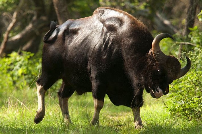 1. Loài bò hoang dã lớn nhất thế giới. Bò tót có thể cao tới 2,2 mét và nặng hơn 1.000 kg, khiến chúng trở thành loài bò hoang dã lớn nhất hành tinh. Ảnh: Pinterest.