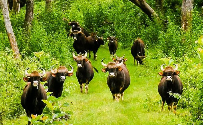 8. Được xếp vào danh sách loài Sắp nguy cấp. Theo Liên minh Bảo tồn Thiên nhiên Quốc tế (IUCN), bò tót hiện nằm trong danh sách loài Sắp nguy cấp. Tại Việt Nam, chúng là loài có nguy cơ tuyệt chủng cao. Ảnh: Pinterest.