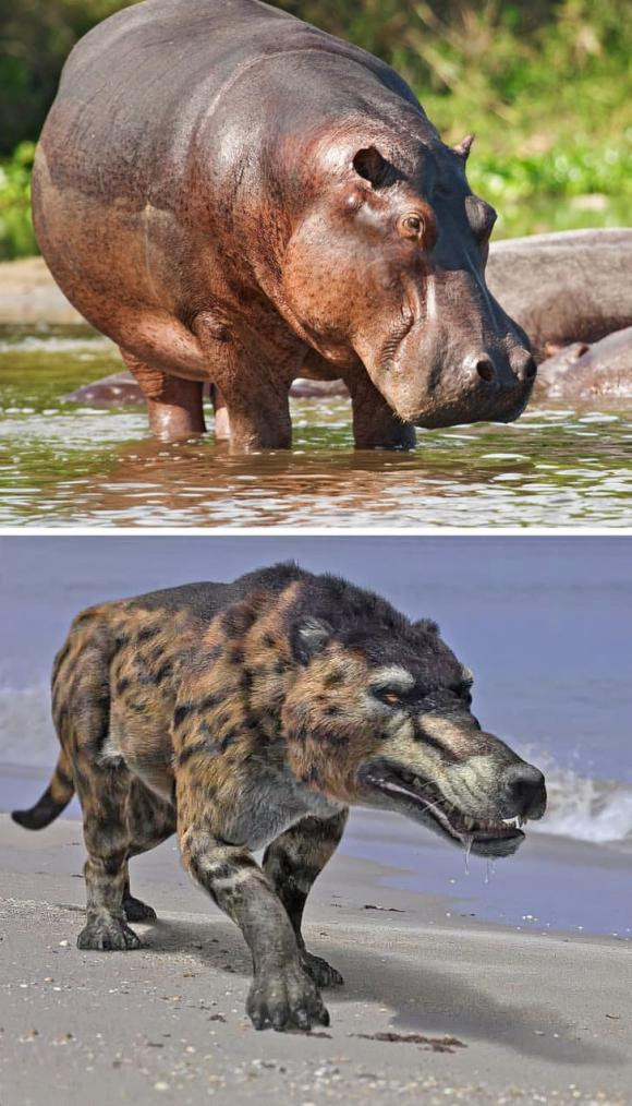 Hà Mã: Động vật ăn thịt lớn nhất từng đi lang thang trên trái đất được gọi là Andrewsarchus. Chỉ riêng phần đầu của con quái vật đã dài gần 32,8 inch (1 mét) - một nửa của nó là mõm và hàm có răng lớn. Chúng ta sẽ tưởng tượng một loài ăn thịt như vậy là tổ tiên của chó sói hoặc linh cẩu, nhưng không, họ hàng gần nhất của chúng là hà mã. Những chiếc răng to đó dường như được di truyền.