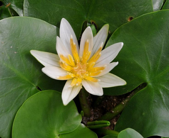 2. Không sống dưới nước như các loài hoa súng khác. Điểm đặc biệt của loài hoa này là chúng không sống chìm dưới nước như các loài hoa súng thông thường, mà mọc trên bùn ẩm dọc theo bờ suối nước nóng. Ảnh: Pinterest.