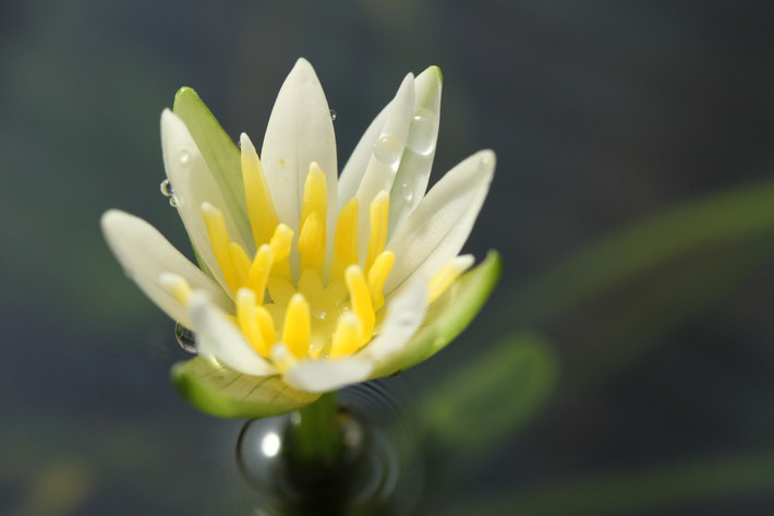 5. Hoa có tuổi thọ ngắn. Hoa của Nymphaea thermarum chỉ nở trong một thời gian rất ngắn, thường chỉ kéo dài từ sáng đến trưa rồi khép lại. Điều này làm tăng thêm sự quý giá của loài hoa này. Ảnh: inaturalist.