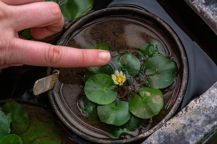 7. Đã từng bị đánh cắp. Năm 2014, một cây hoa súng ma thuật quý hiếm đã bị đánh cắp khỏi Vườn bách thảo Hoàng gia Kew. Đây là vụ trộm thực vật gây chấn động giới khoa học. Ảnh: floresorg.wordpress.com.