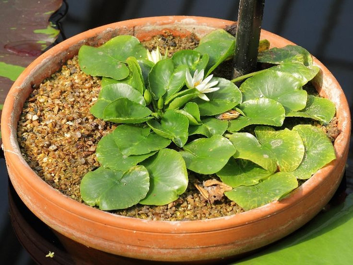 4. Đã tuyệt chủng trong tự nhiên. Do sự khai thác và thay đổi môi trường sống, Nymphaea thermarum đã chính thức bị tuyên bố tuyệt chủng trong tự nhiên. Hiện nay, nó chỉ tồn tại trong các vườn thực vật trên thế giới. Ảnh: Pinterest.