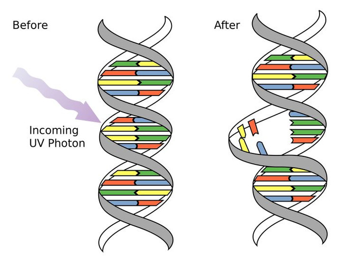 1. Là nguồn gốc của sự đa dạng di truyền. Đột biến gene tạo ra những biến đổi trong ADN, cung cấp nguyên liệu thô cho quá trình tiến hóa và giúp các loài sinh vật thích nghi với môi trường. Ảnh: Pinterest.